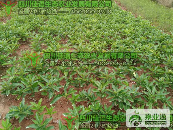 红中红苗圃.jpg