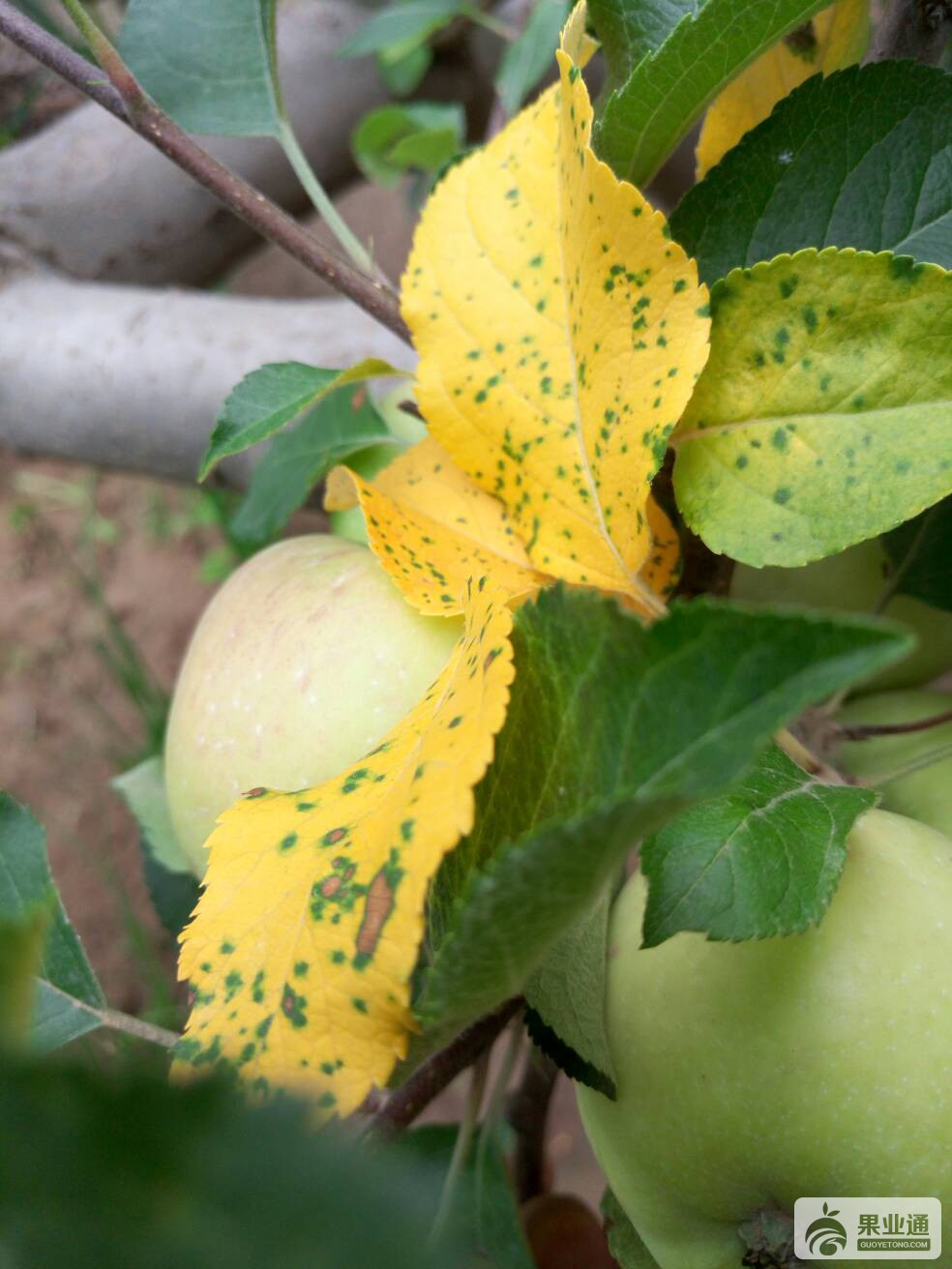 苹果树黄叶病图片大全图片