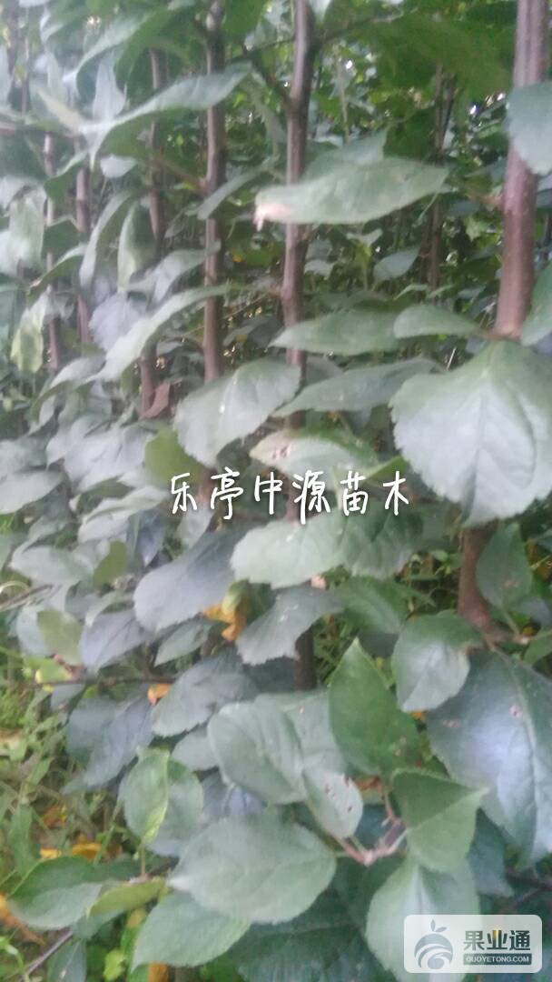 084431g6e7uzu6n79bgdzg.jpg