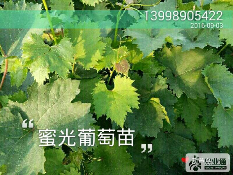 162414buey7wv8wm76elhv.jpg