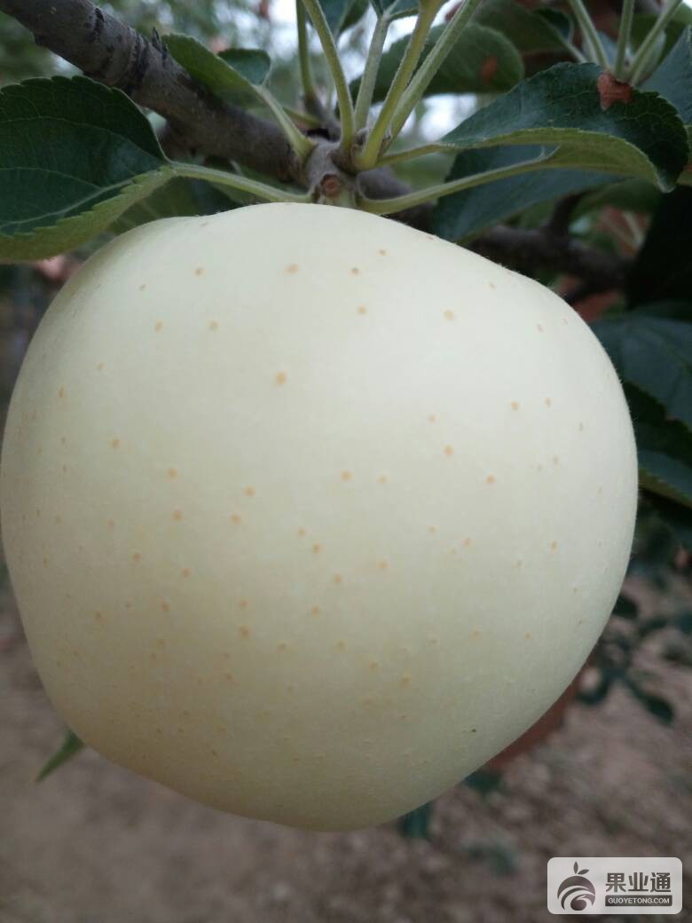 103100drocr7macdphhcpr.jpg