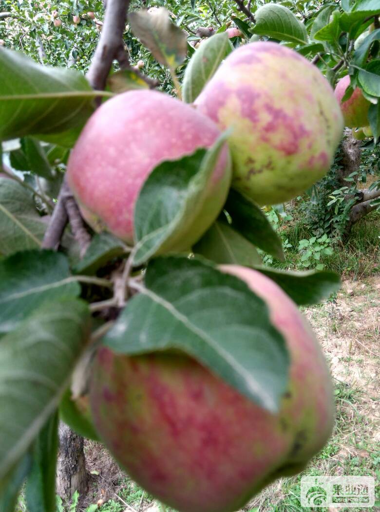 120502dn44ckywmsg3zsdr.jpg