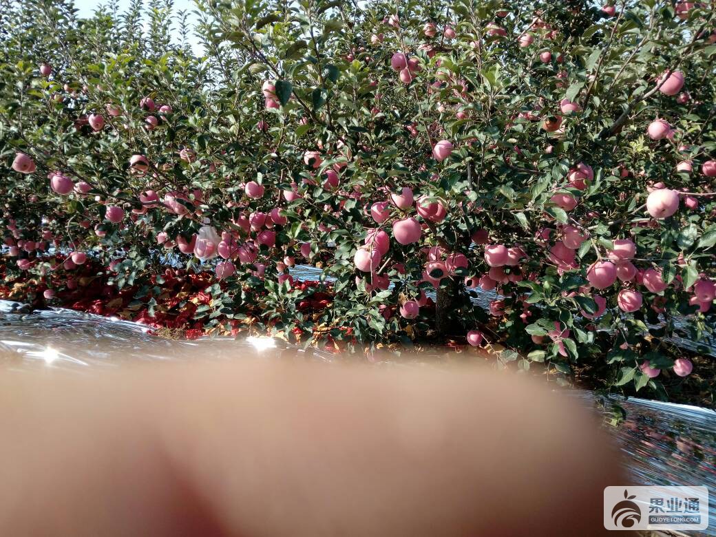 190556y6ddlv26qcc9al5g.jpg