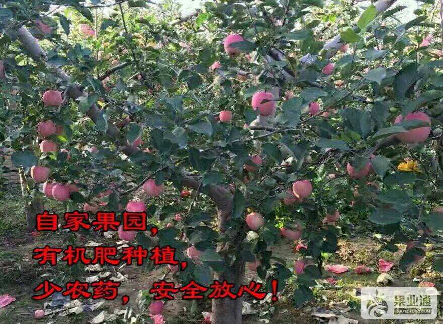 002117nipeu525t0icm9cz.jpg
