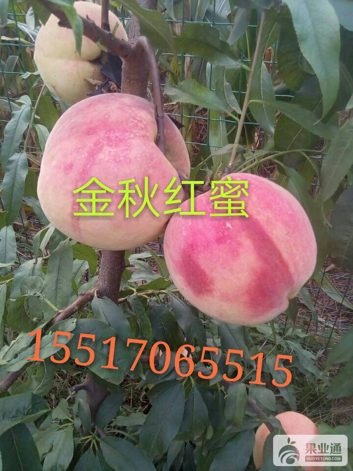 223217dde8bri794oa8joo.jpg
