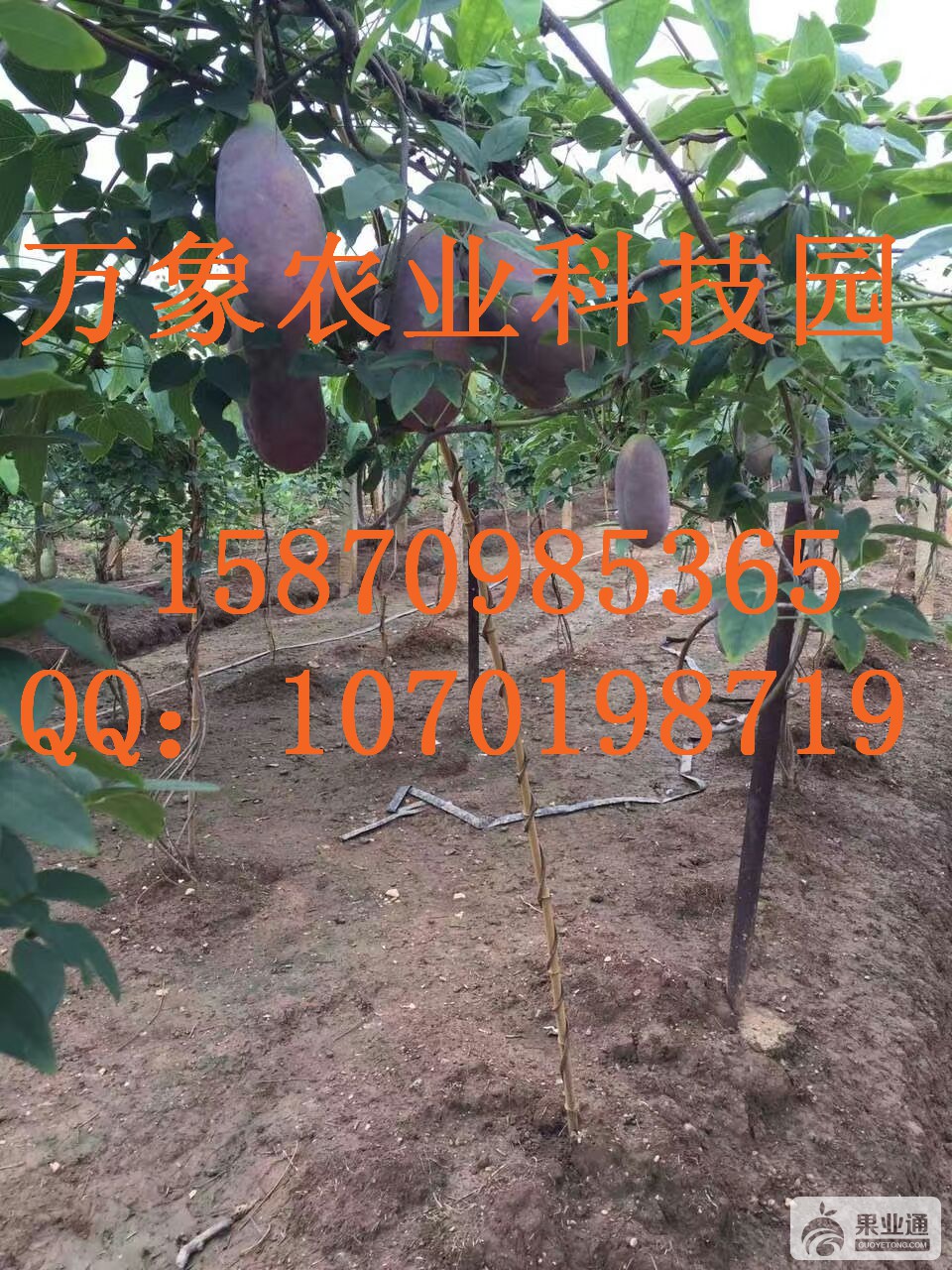 mmexport1470878383567.jpg