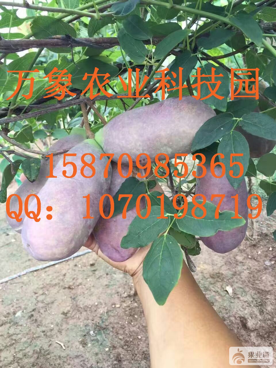 mmexport1470878387054.jpg