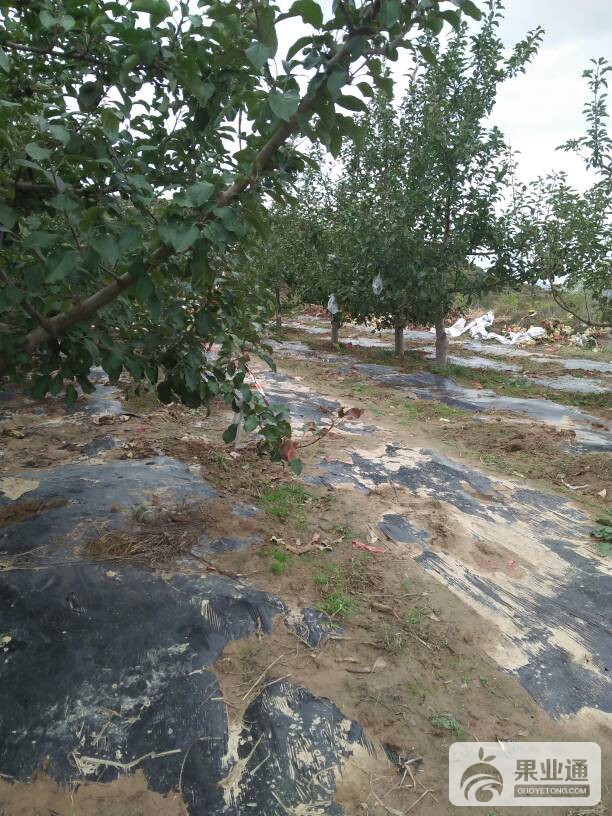 155412gyevavqv6yuq4646.jpg