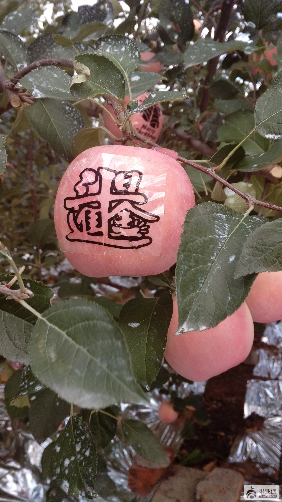 自己家的果园IMG_20161006_154125.jpg