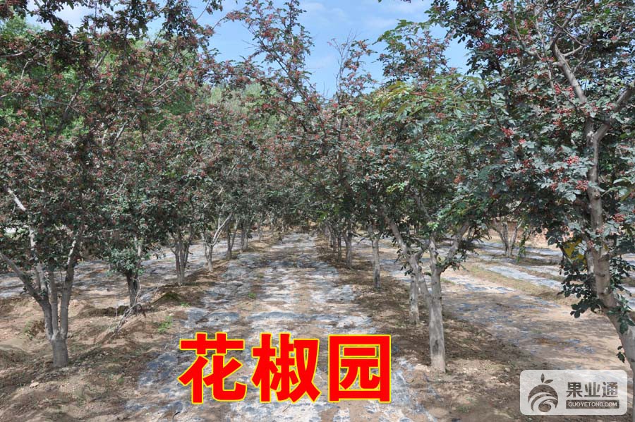 花椒种植园