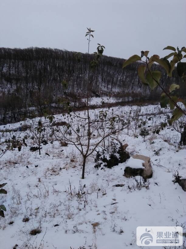 150314pcsfksciiyic2izv.jpg