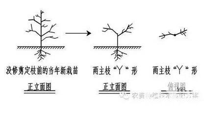 果树修剪