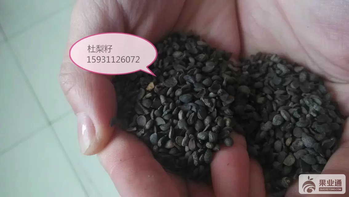 杜梨种子