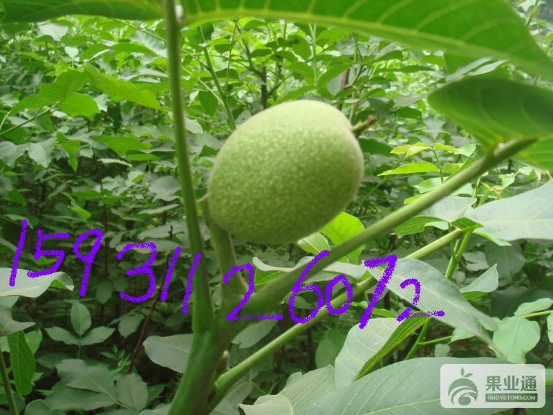 核桃苗