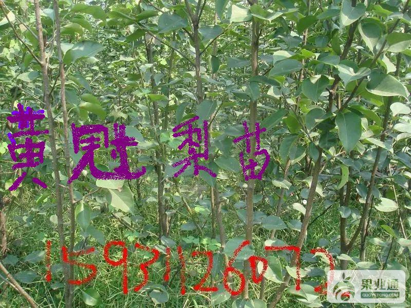 皇冠苗