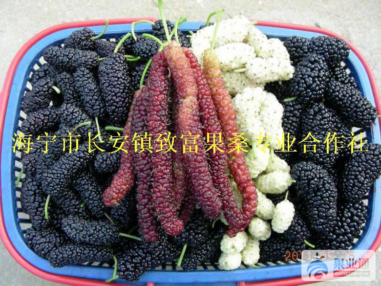 果桑