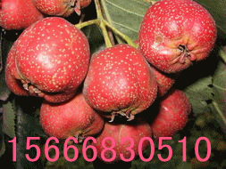 34985b29cdb76316.gif