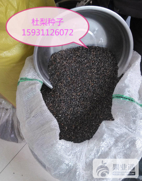 杜梨种子