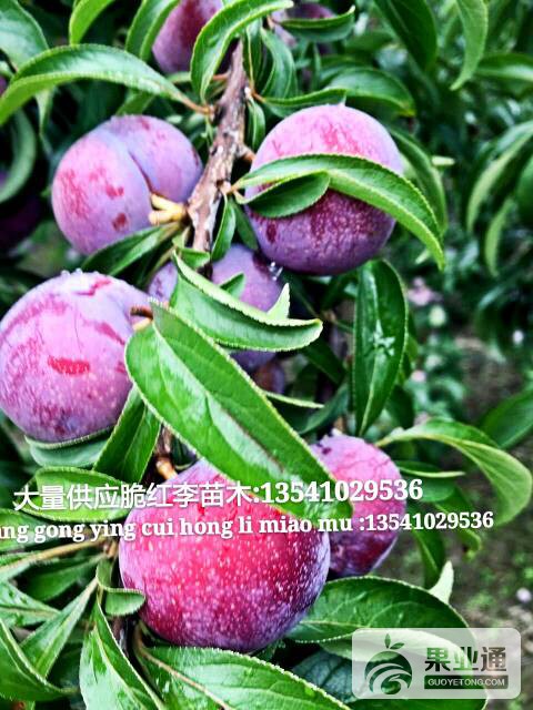 102631ncj4snzlg9gg7mcq.jpg