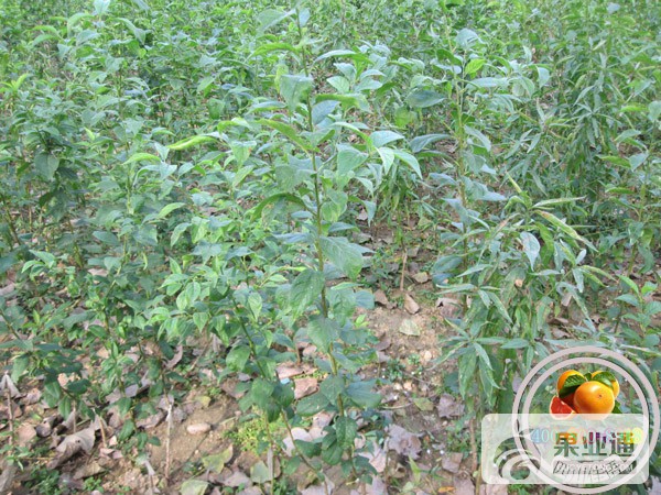 李子苗圃.jpg