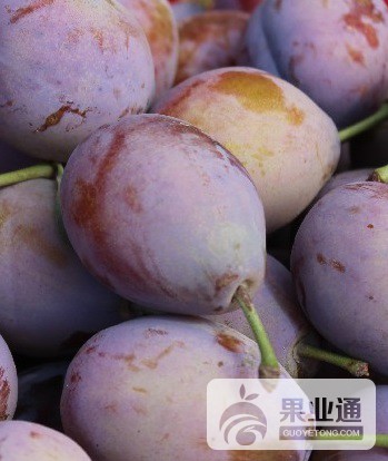 西梅苗木