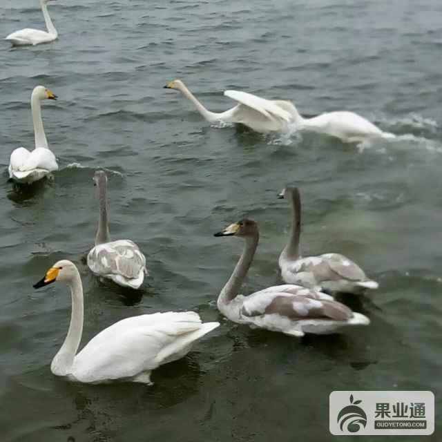 065829dl4059q11ccgbleo.jpg