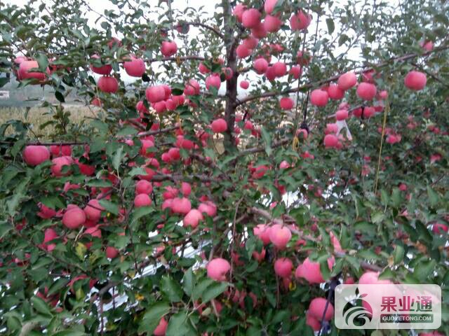 083635p383pbappon58nzu.jpg