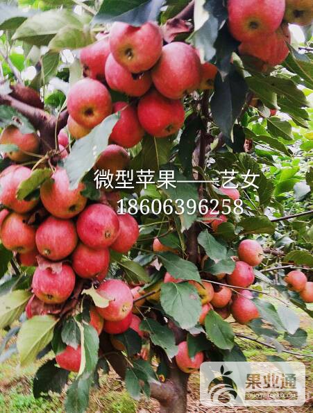 090004p8wzjp8v7xf37xv1.jpg