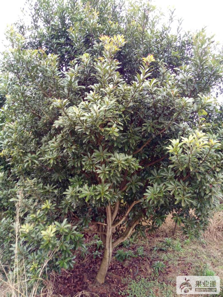 122434kr1p1qcht8pgikut.jpg