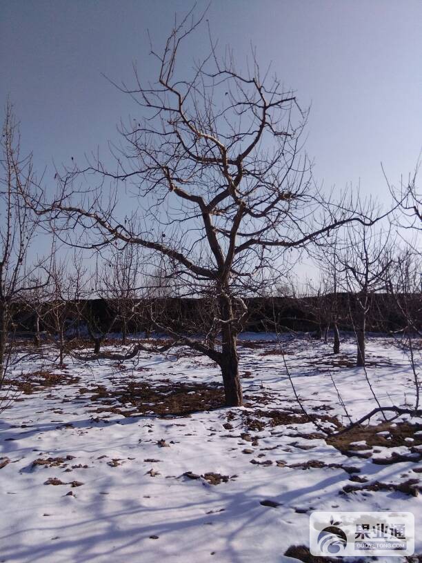 195108gouoeyynlwezrlwp.jpg
