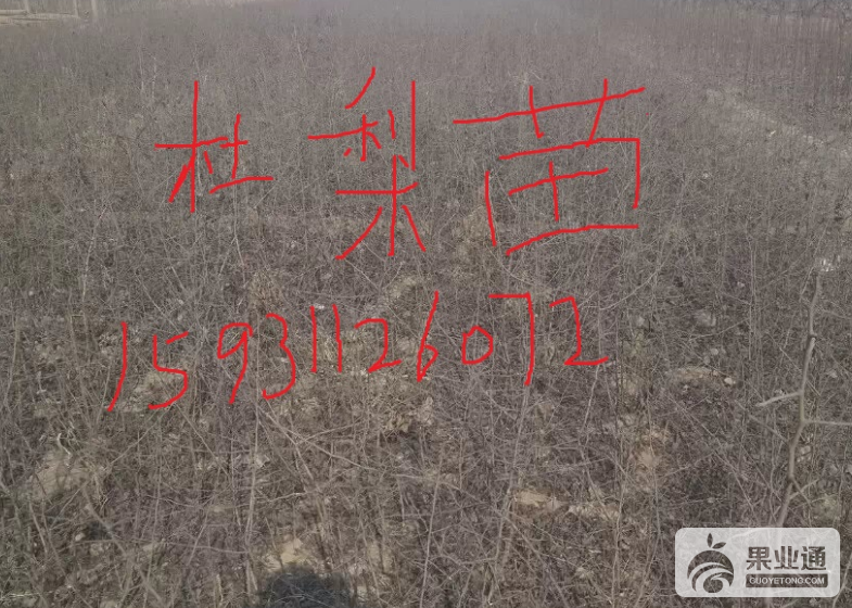 杜梨苗 (2).png