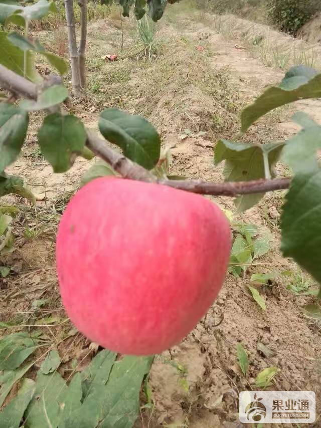 224455e038kg66374vnkvn.jpg