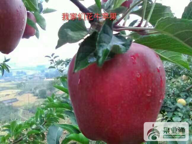 211422a81eege52oz138cl.jpg