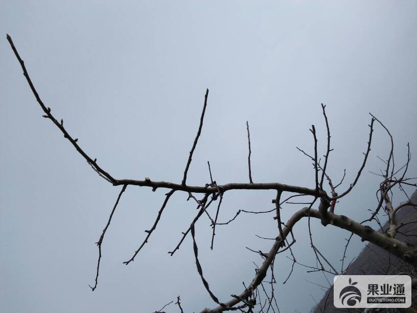 110238w3gzq3xkjrjocerm.jpg