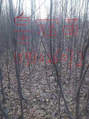 杜梨苗 黄冠苗 烟富苹果苗 矮化苹果苗