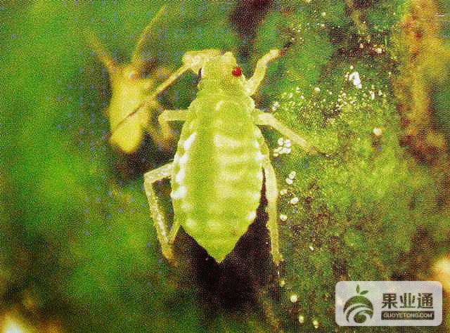 桃粉蚜的为害症状和防治方法