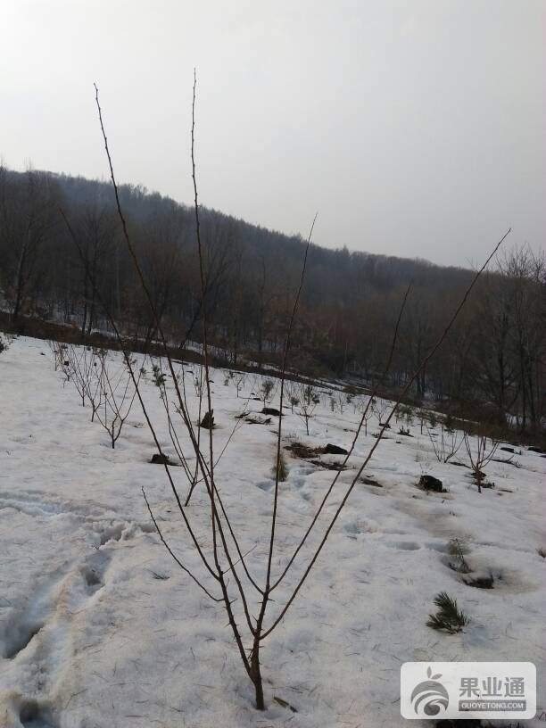155111o190tgrt7090hl1h.jpg