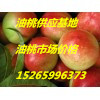 山东油桃
