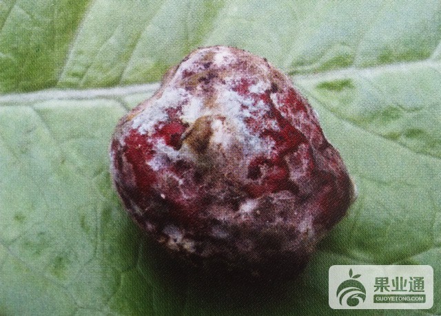 枣果青霉病的鉴别与无公害防治