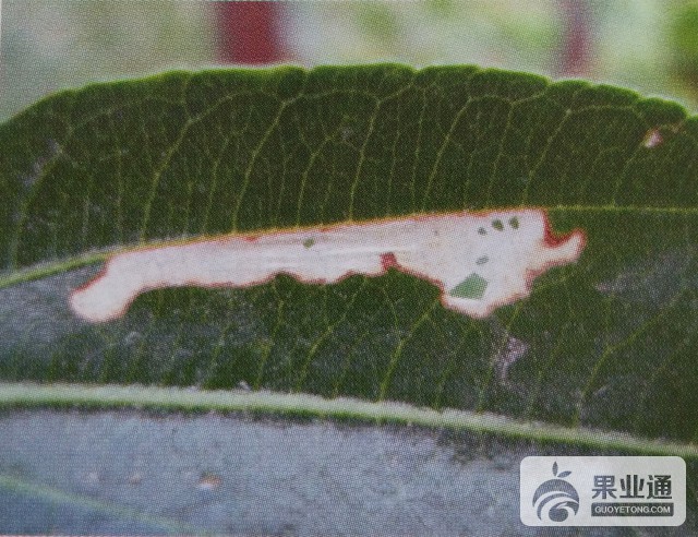 枣白腐病的鉴别与无公害防治