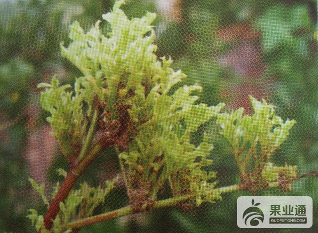 枣疯病的鉴别与无公害防治