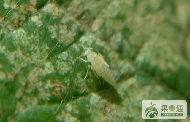 葡萄害虫