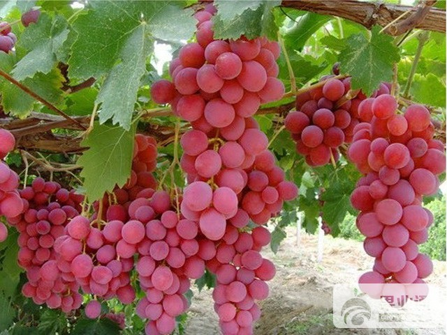 红地球葡萄缺铁性黄化防治