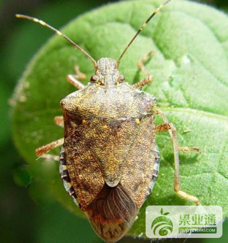 樱桃园茶翅蝽