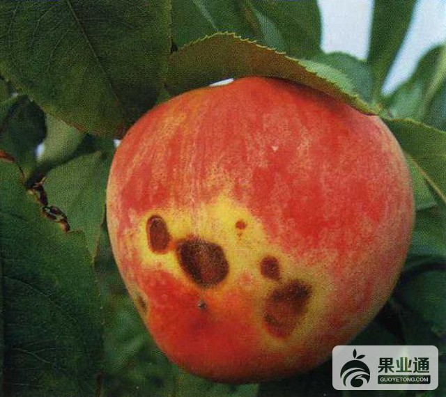 桃炭疽病防治