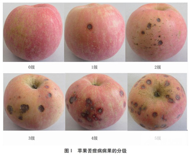 苹果苦痘病