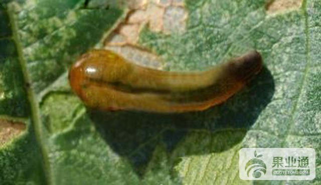 樱桃叶蜂的发生特点及综合防治