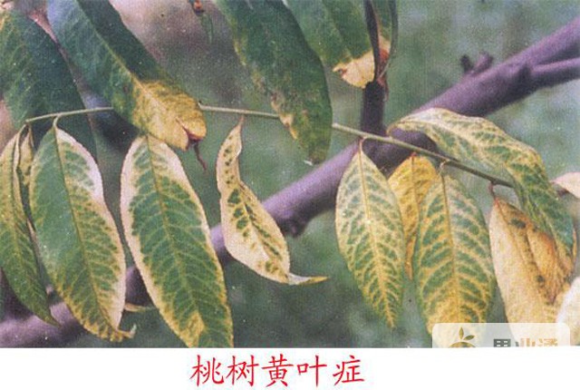 果树黄叶病发生的三大原因