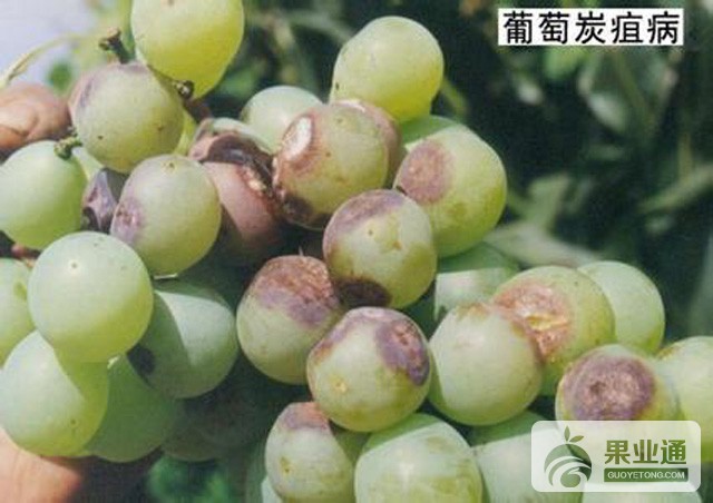 葡萄炭疽病套袋防治
