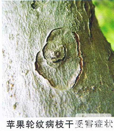 苹果轮纹病